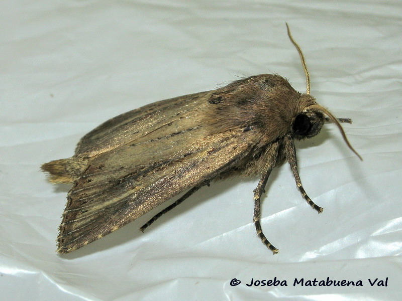 Nonagria typhae - Noctuidae